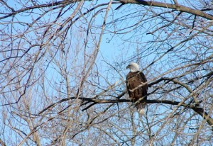 A bald eagle in Mason City, Iowa.  Picture taken in February of 2012.