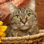 Humane-Society-Celebrates-National-Adopt-A-Cat-Month-2012