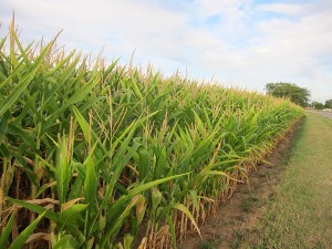 A corn field in Mason City, Iowa.
