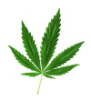 hemp marijuana