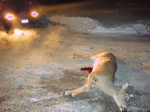 deer-shot-dead-in-mason-city-shooters-ecaped-2012-12-27