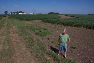 Dick Sloan of Rowley with a strip of prairie that he has seeded into a cornfield to prevent soil erosion and rebuild organic matter in the soil.