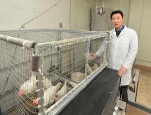 Hongwei Xin is working on a study comparing the efficiency of the egg industry to its efficiency 50 years ago. Photo by Robert Elbert.