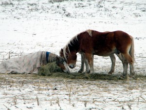 Unwanted, abandoned, sick or wild horses could have been slaughtered in Iowa at a plant in Sigourney until a federal judge blocked the permits.