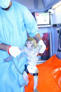 An Iranian scientist holds a live monkey at an unknown location in Iran on January 28, 2013. Iranian state media reported that it lauched the monkey in a suborbital flight and returned it safely to Earth. The missile launch touched concerns that Iran could use this accomplishment to launch nuclear missiles, but there has been no immediately confirmation of Iran's claim. UPI