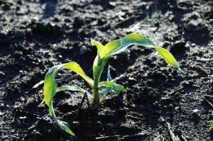 A slow start to spring and shifty grain markets have left some farmers feeling anxious get planting underway. Photo courtesy of ISU College of Agriculture and Life Sciences.