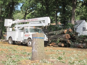 Mercy cutting down trees earlier this year after Bookmeyer and council gave them everything it wanted, then Mercy funded the Blue Zone.
