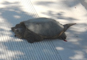 The turtle on Delaware bridge