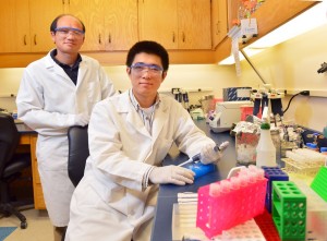 Ganwu Li, left, and Wentong Cai, right, were part of a team of ISU researchers working to identify how E. coli bacteria adapt to the environment found in the kidney and bladder. Larger image. Photo by Robert Elbert.