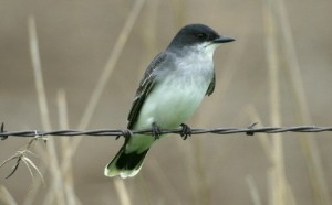Roadside habitat is very important to grassland birds such as the Eastern Kingbird.