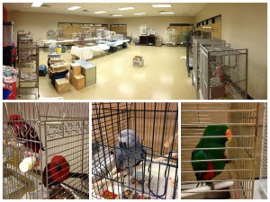 The ARL Removed 60 Living & 2 Deceased Animals From Accused Shooter's Home. Visit www.arl-iowa.org/birds for more information and to learn how you can help.