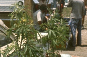 Cannabis plants. UN Photo/John Robaton