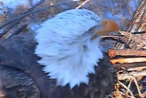 Photo from Raptor Resource Project, showing eagle on December 18th, 2013