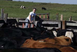 A student works with beef cattle at the ISU Beef Teaching Farm. Larger image. Photo courtesy of Iowa State University College of Agriculture and Life Sciences.