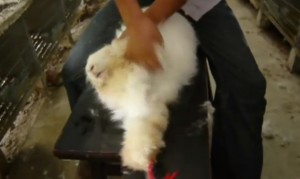 PETA video screenshot