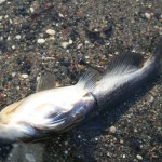 dead-fish