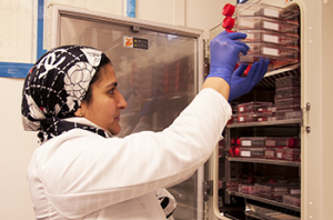 Heba Degheidy, M.D., Ph.D., a post-doctoral research fellow at FDA, stores stem cell samples for analysis in an FDA laboratory on the National Institutes of Health (NIH) campus in Bethesda, Md.
