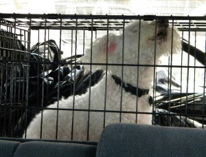 Photo of the dog, inside a cage in the back of the van, surrounded by trash bags