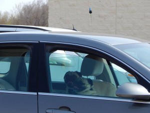 Dogs left in car, photo from NIT reader