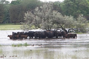 Cattle in flooded pasture located on N. Pierce Ave and 12th NW in Mason City