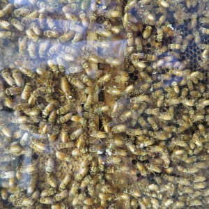 The unique honeybee demonstration hive at Lime Creek Nature Center allows visitors to view the bees through glass.  The queen is marked with a white dot (middle left).