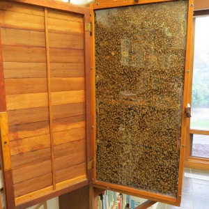 The unique honeybee demonstration hive at Lime Creek Nature Center allows visitors to view the bees through glass.  The bees can exit through a hose at the top that allows them access to the outdoors and nectar sources.