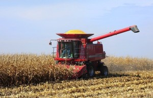 Harvest time (Photo by Bob Elbert)