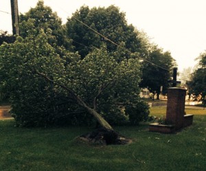 greek-church-tree-damage-2014-06-16