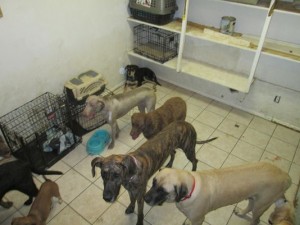 A photo released buy the MCSO of dogs held at the Green Acres Kennel
