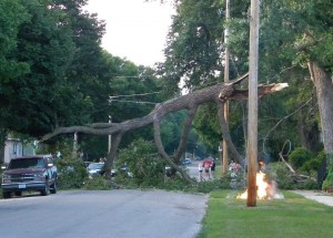The tree draped across the street