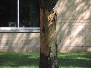 Damaged tree, south side of building