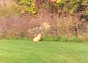 Low-resolution cel phone photo of creature