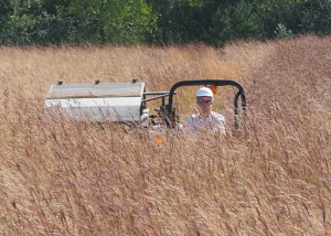 stripping-indiangrass-2011