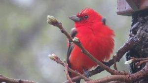 A scarlet tanager surveys his surroundings at the Lime Creek Nature Center bird feeding station.