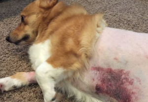 Photo of the injured dog, as published first to KCRG TV