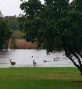 Even the deer have to scurry to evade the rising waters