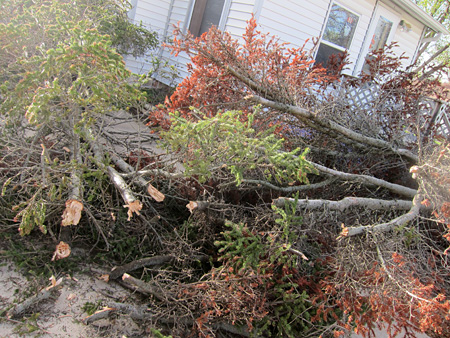 tree-falls-on-house4-2012-04-15