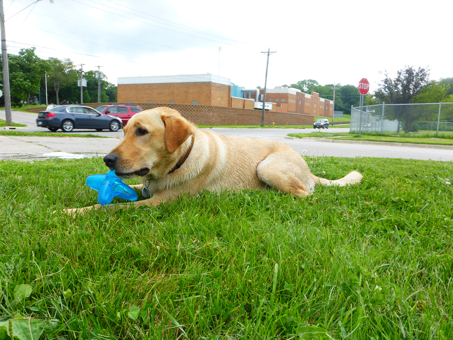Pawsome! Doityourself doggie wash ready for business